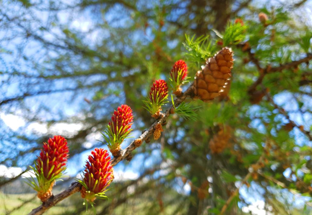 Frühling